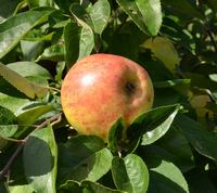 Gråsten Ramløse æble